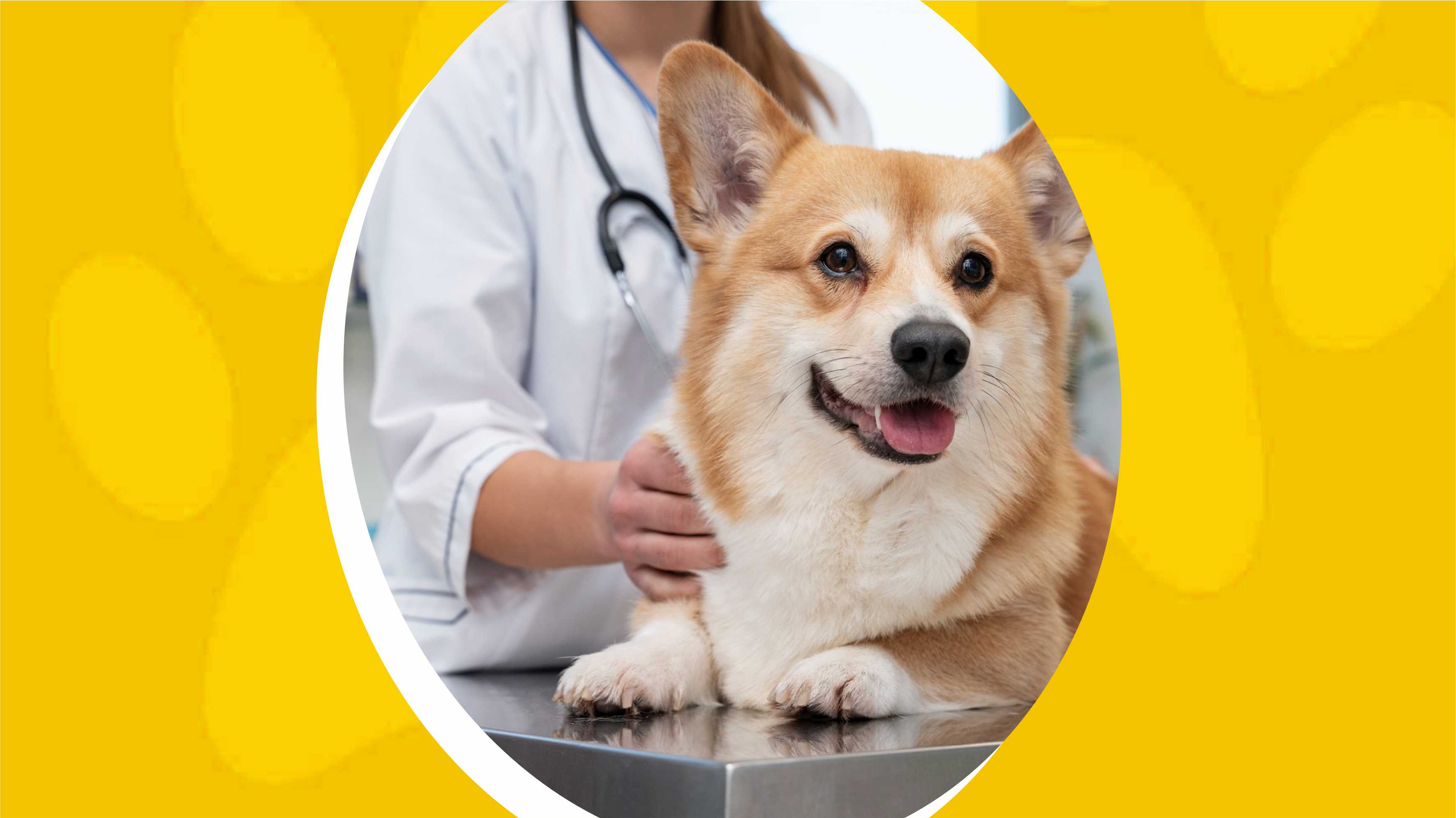 Clínica Veterinária Newpet